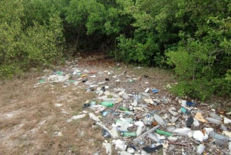Overleven in de zee_niveau 1_mangrove - 